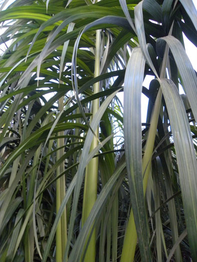 Oenocarpus distichus 2.jpg